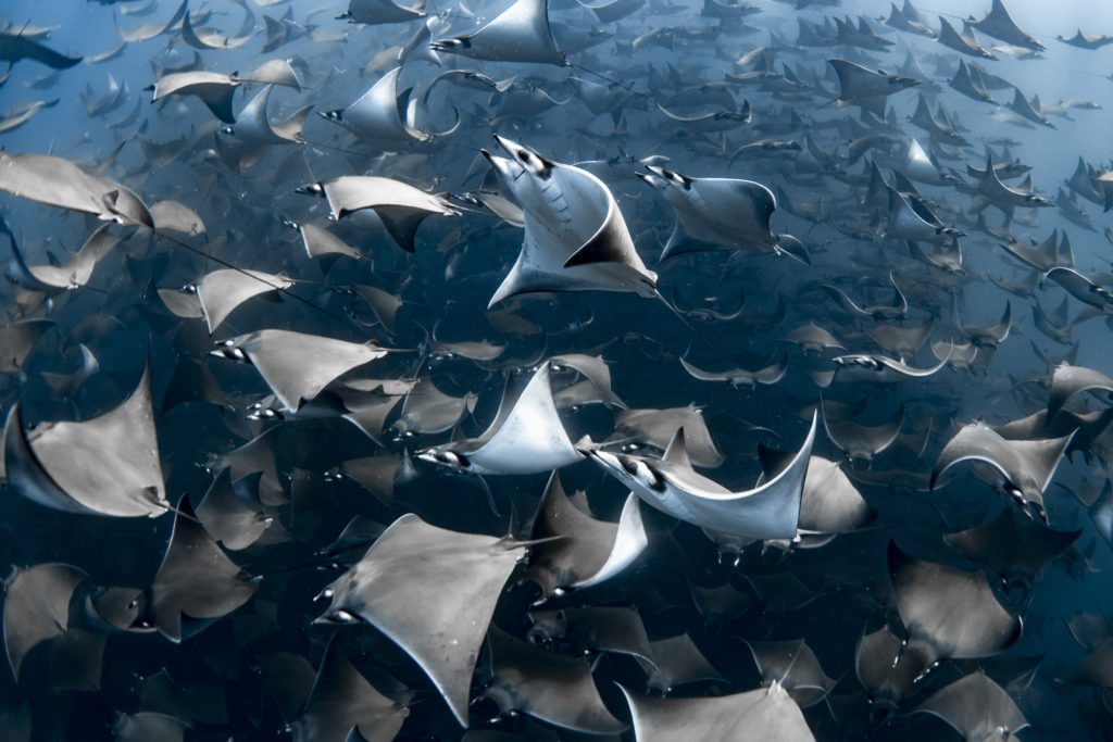Ocean Photographer of the Year 2020: Συγκλονίζουν οι φωτογραφίες από τους βυθούς του πλανήτη μας!