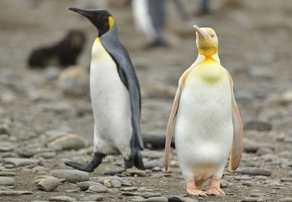Φωτογράφος άγριας ζωής φωτογράφισε σπάνιο ΚΙΤΡΙΝΟ πιγκουίνο!