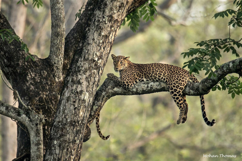 Φωτογραφία άγριας ζωής: Μπορείς να εντοπίσεις την λεοπάρδαλη σε αυτή την εικόνα ή βλέπεις μόνο την ουρά της;