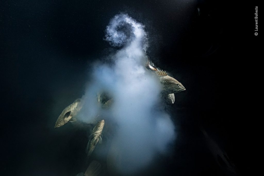 Wildlife Photographer of the Year 2021: Ανακοινώθηκαν οι νικητές, στον υποβρύχιο κόσμο το μεγάλο βραβείο!