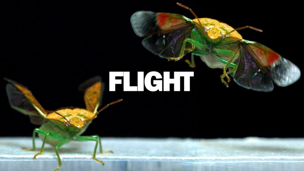 Φοβερό βίντεο εντόμων σε πτήση, με λήψη στα 6.000 καρέ το δευτερόλεπτο!