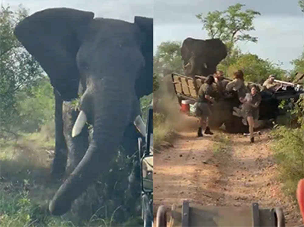Ελέφαντας επιτέθηκε σε αυτοκίνητο αναγκάζοντας τους επιβαίνοντες να το εγκαταλείψουν [βίντεο]