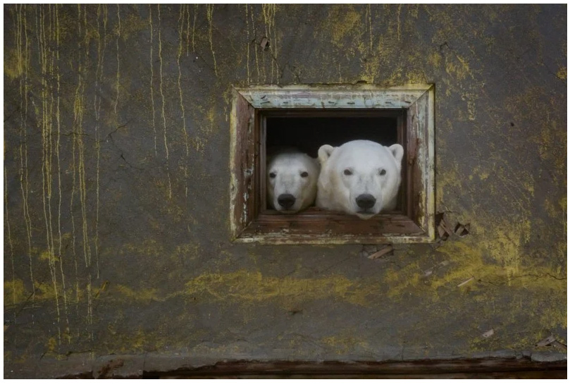Ρώσος φωτογράφος ανακάλυψε πολικές αρκούδες να ζουν σε εγκαταλελειμμένα κτίρια!