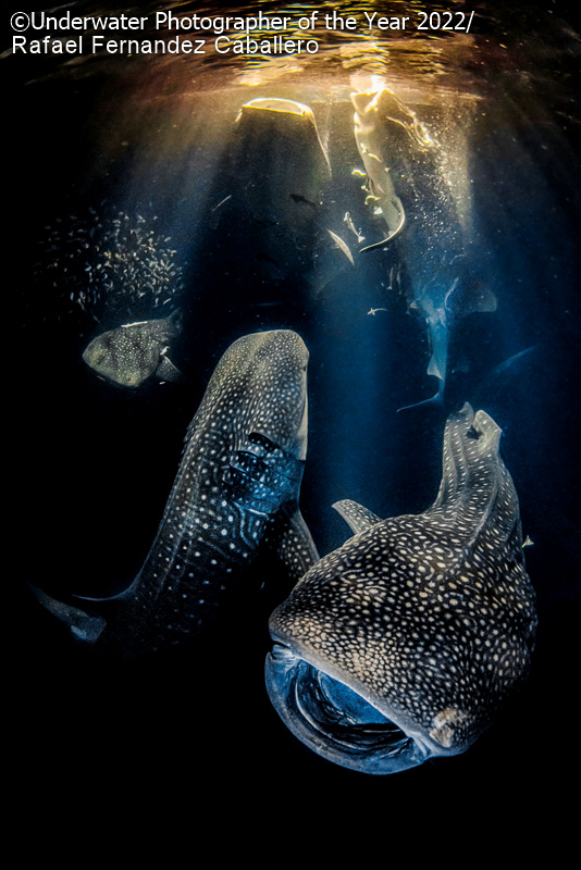Underwater Photographer of the Year 2022: Οι καλύτερες υποβρύχιες φωτογραφίες κόβουν την ανάσα!