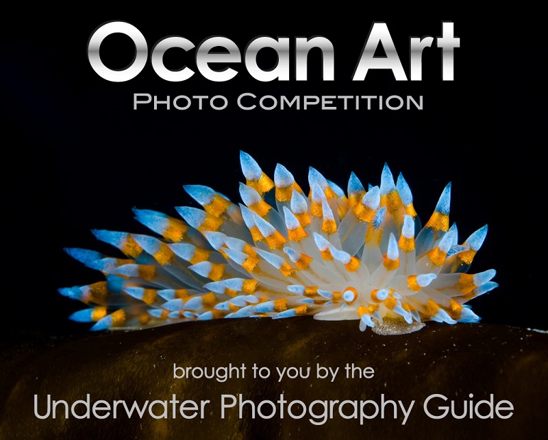 Ο Διαγωνισμός Υποβρύχιας Φωτογραφίας Ocean Art 2022 δέχεται συμμετοχές!