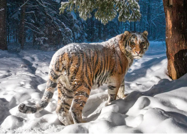 Φωτογράφος κατάφερε να φωτογραφίσει μία σπάνια τίγρη της Σιβηρίας!