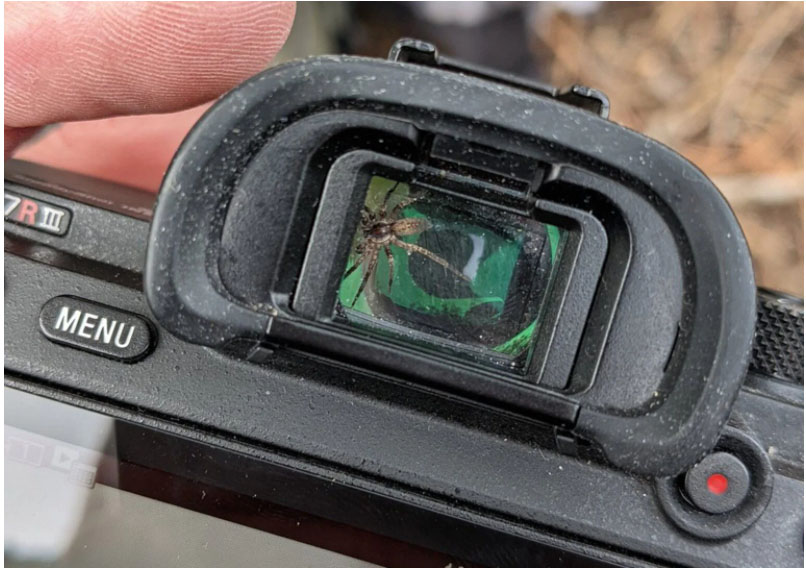 Φωτογράφος ανακαλύπτει μια ζωντανή αράχνη μέσα στο σκόπευτρο της Sony a7R III