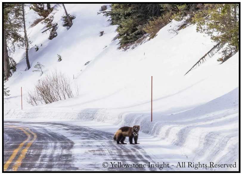 Φωτογράφος κατέγραψε τον σπάνιο Αδηφάγο ή Wolverine του Yellowstone!