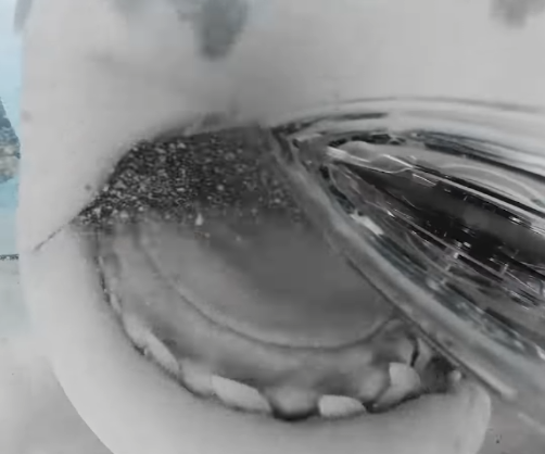Καρχαρίας καταβροχθίζει κάμερα ενώ εκείνη καταγράφει! (βίντεο)