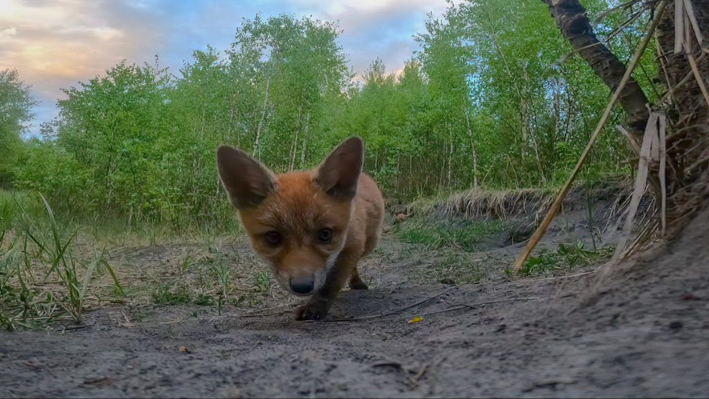 Μικρές αλεπούδες αποφάσισαν να παίξουν με μια GoPro ενώ εκείνη κατέγραφε! (βίντεο)