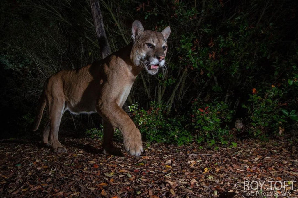 Δείτε εντυπωσιακές εικόνες άγριας ζωής από αυλή φωτογράφου στην Καλιφόρνια!