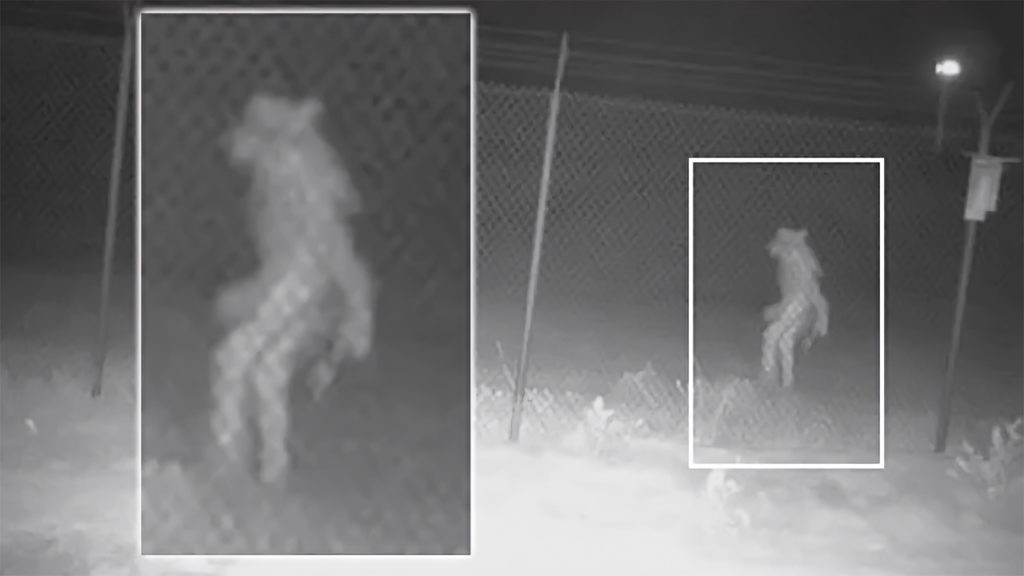 Κάμερα ασφαλείας καταγράφει τη νύχτα ένα περίεργο πλάσμα έξω από Ζωολογικό κήπο του Τέξας!
