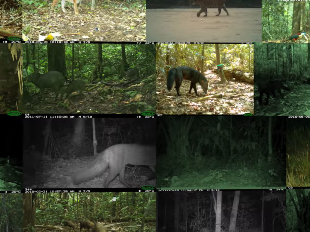 Η μεγαλύτερη μελέτη άγριας ζωής του Αμαζονίου βασίζεται σε χιλιάδες φωτογραφίες!