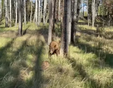 Φωτογράφος καταγράφει την τρομακτική του συνάντηση με αρκούδα στο δάσος!