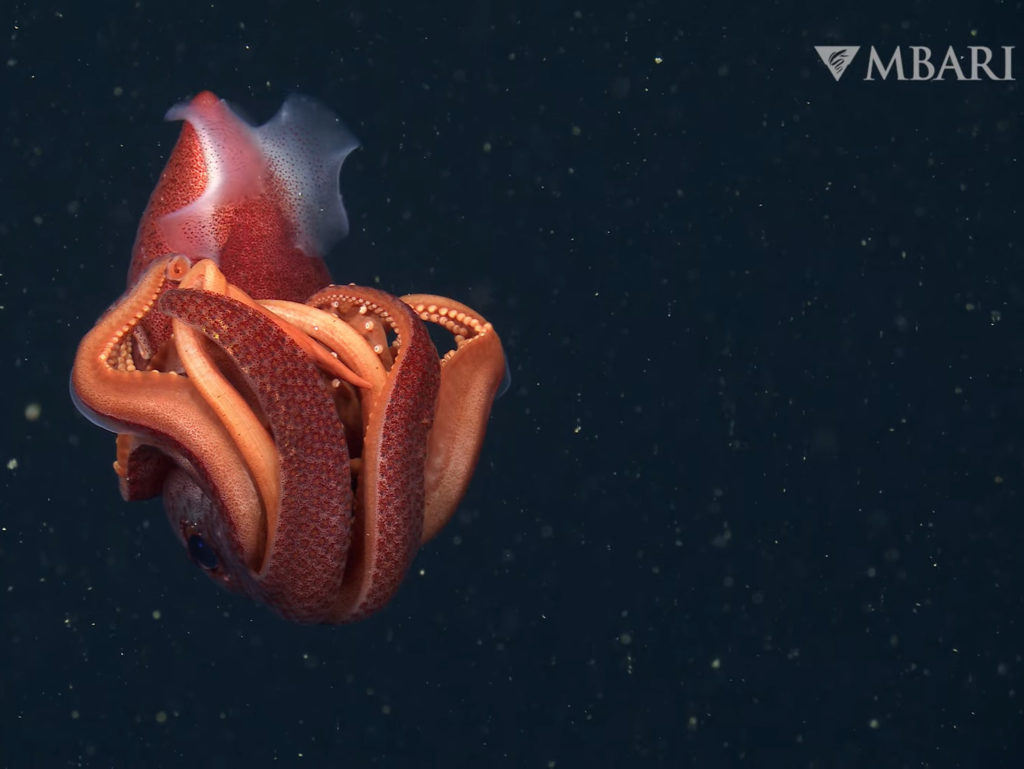 Δείτε 4Κ βίντεο με ασυνήθιστα πλάσματα που υπάρχουν στα βάθη του ωκεανού!