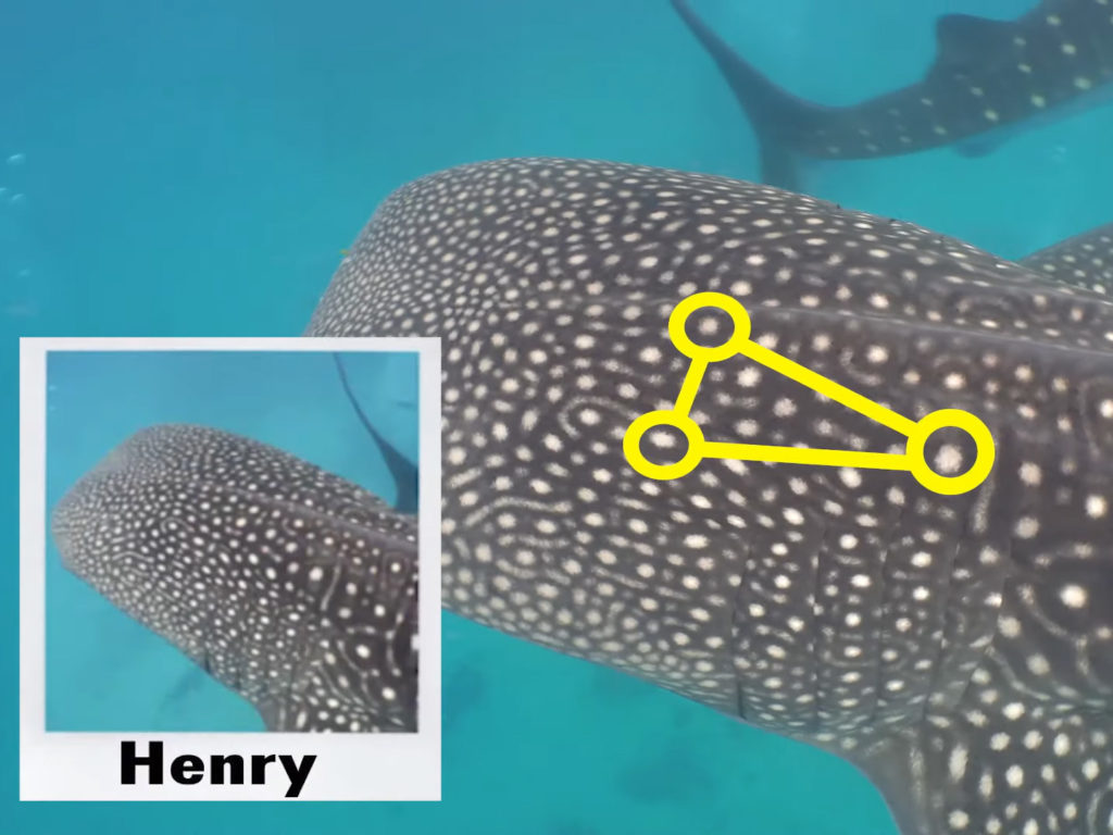 Πώς άραγε μπορεί ένας αλγόριθμος που χαρτογραφεί άστρα να εντοπίσει φάλαινες-καρχαρίες; (βίντεο)