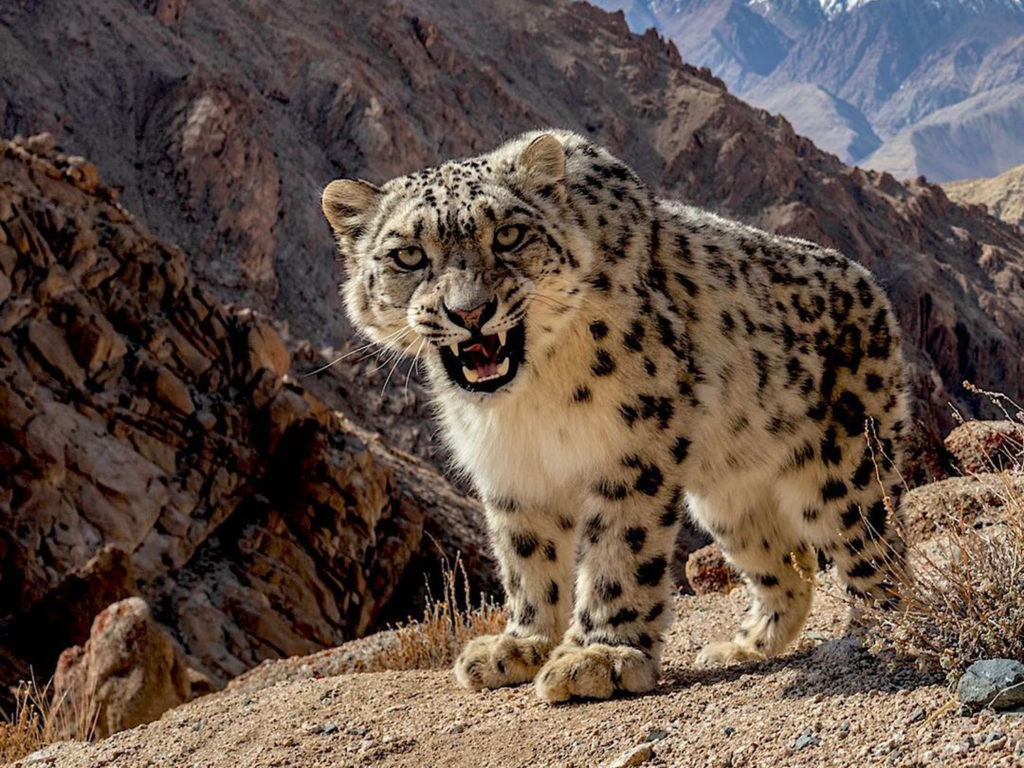 Φωτογράφος κατέγραψε τη μεγαλύτερη  λεοπάρδαλη χιονιού με μια “κάμερα-παγίδα”!