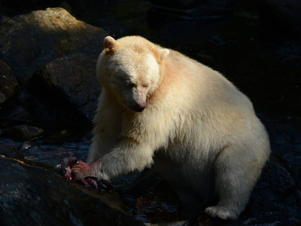 Φωτογράφος απαθανάτισε σπάνια λευκή αρκούδα στον Καναδά!