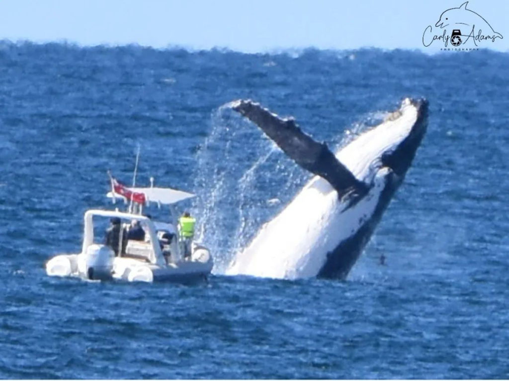 Φάλαινα έκανε βουτιά δίπλα σε σκάφος και η σκήνη ήταν σίγουρα τρομακτική!