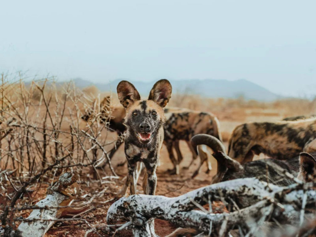 Ναμίμπια: Αποτυπώνοντας φωτογραφίες του απειλούμενου αφρικανικού άγριου σκύλου!
