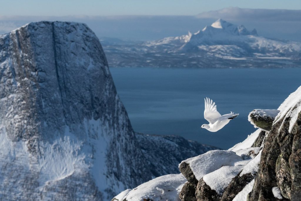 Bird Photographer of the Year: Αποκαλύφθηκαν οι καλύτερες φωτογραφίες του βασιλείου των πτηνών!