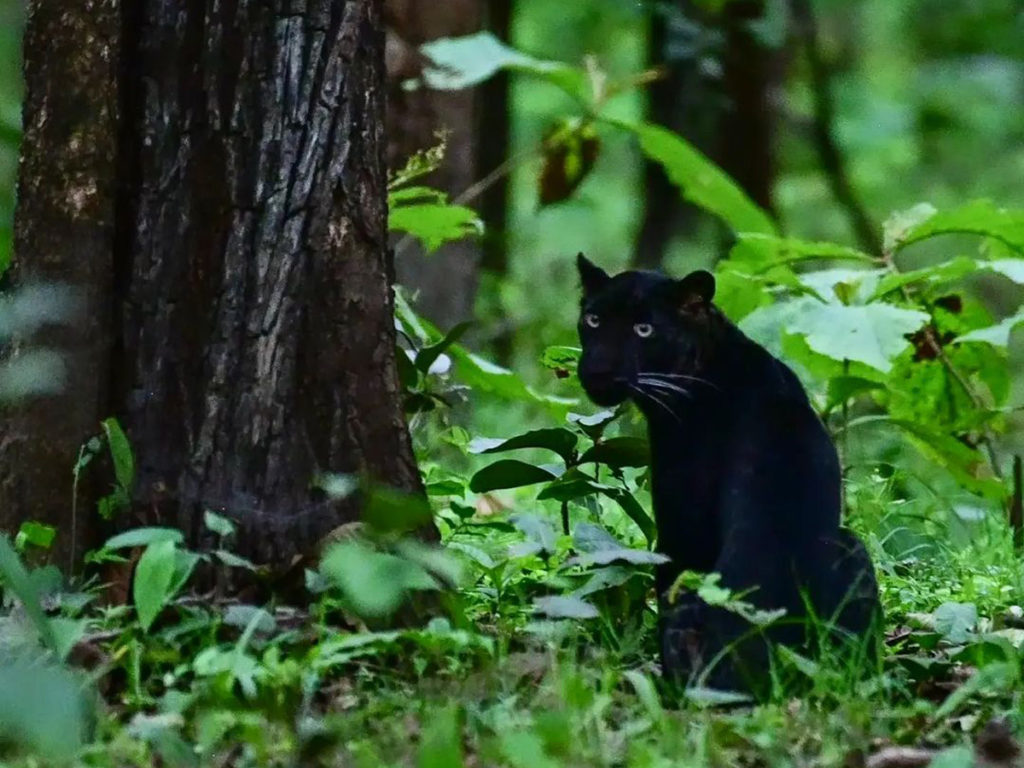Φωτογράφος περίμενε καρτερικά 9 ώρες για την εντυπωσιακή αυτή λήψη της σπάνιας μαύρης λεοπάρδαλης!
