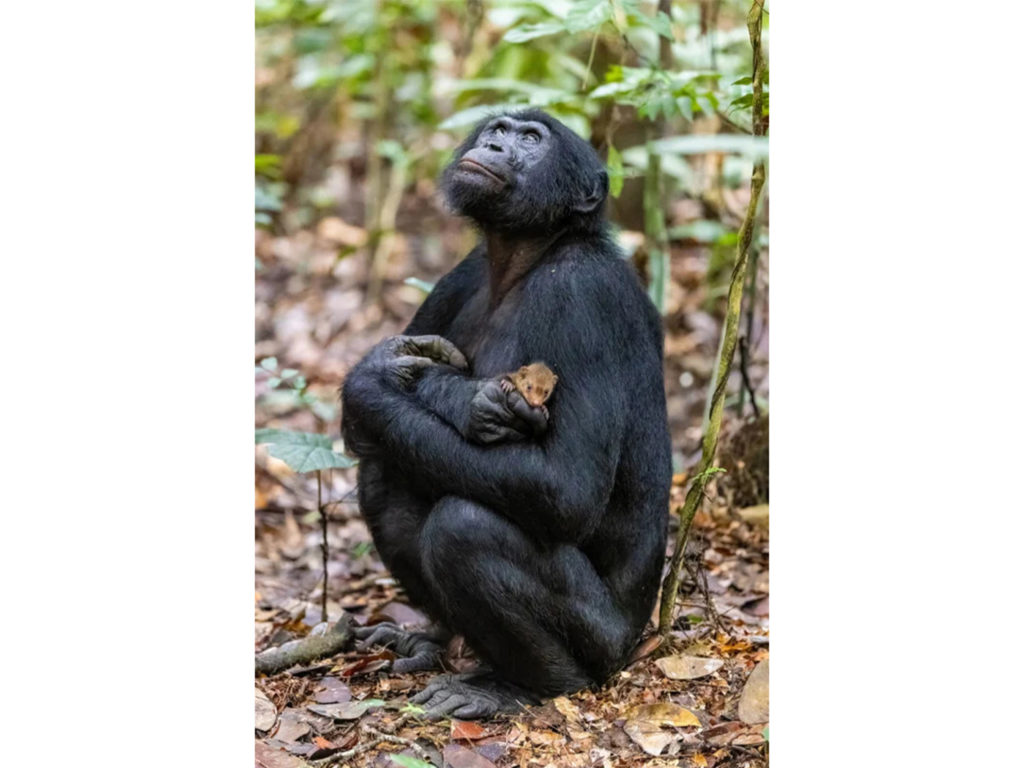 Αυτή η φωτογραφία αρσενικού μπονόμπο που αγκαλιάζει στοργικά μια μαγκούστα ίσως να μην είναι τόσο αθώα τελικά!