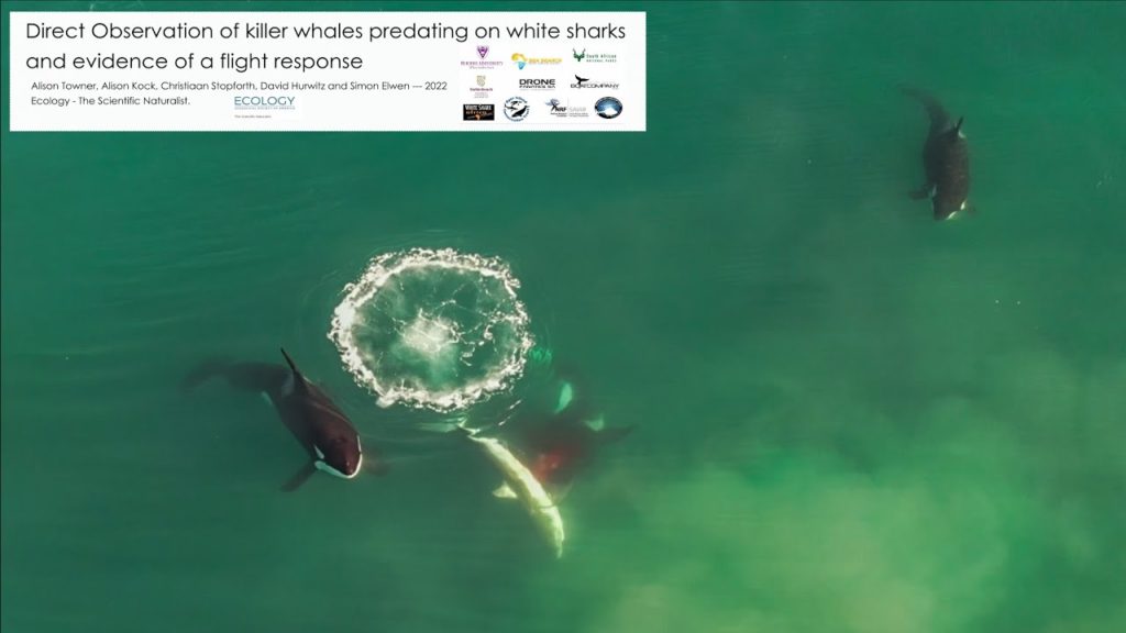 Όρκες που κυνηγούν μεγάλους λευκούς καρχαρίες απαθανατίστηκαν στην κάμερα για πρώτη φορά!