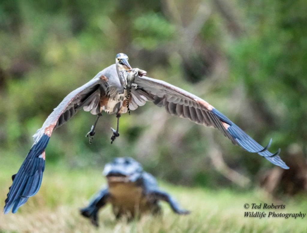 Φωτογράφος απαθανάτισε πουλί να “κλέβει” μωρό αλιγάτορα από τη μητέρα του!