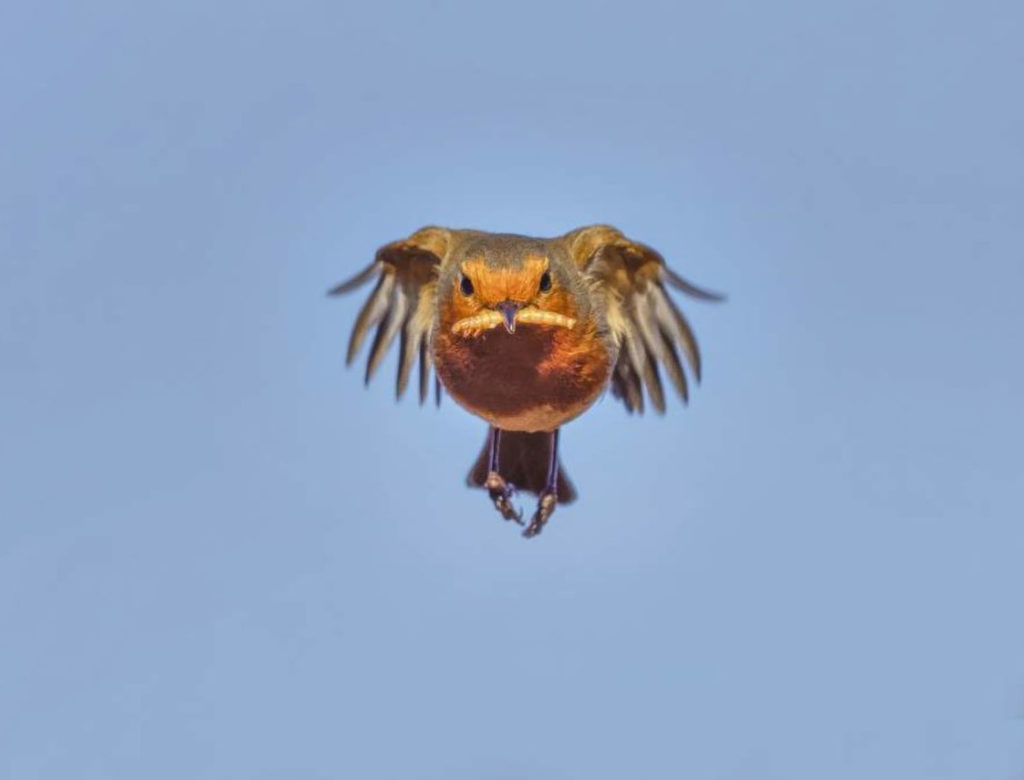 Φωτογράφος απαθανατίζει κοκκινολαίμη σε πτήση, κρατώντας ένα σκουλήκι στο στόμα!