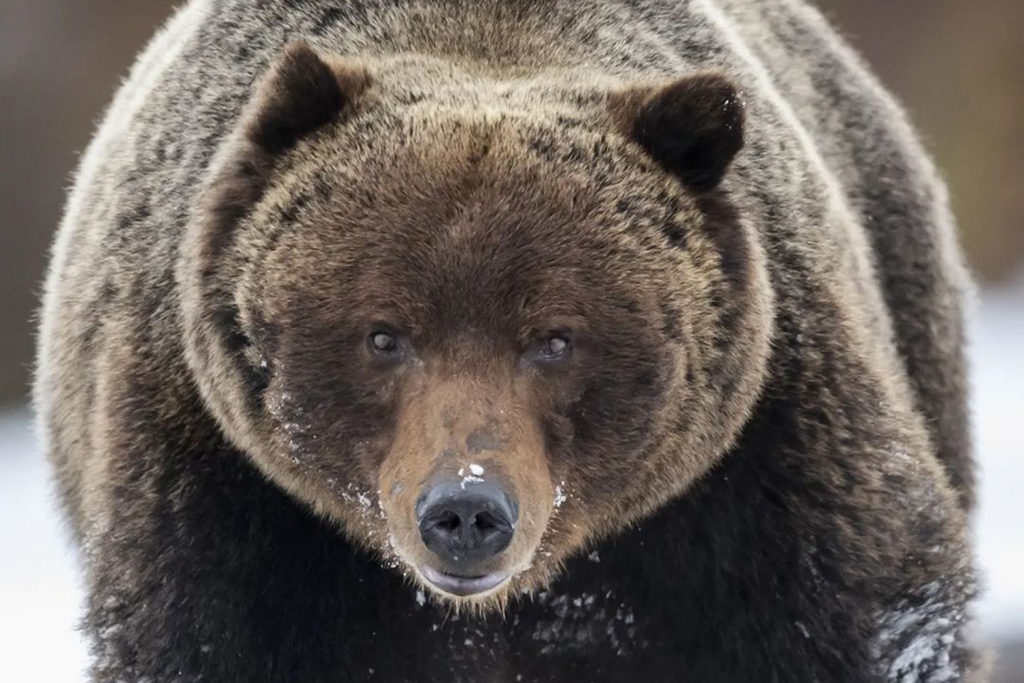 Ζευγάρι ισχυρίζεται ότι μια αρκούδα τους κατασκόπευε με κάμερα!