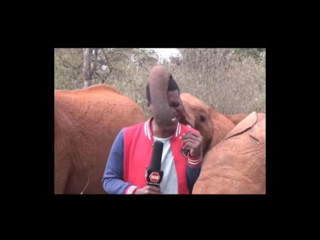 Η στιγμή που ελεφαντάκι δίνει αναπάντεχο φιλί σε δημοσιογράφο ενώ αυτός μεταδίδει ζωντανά!