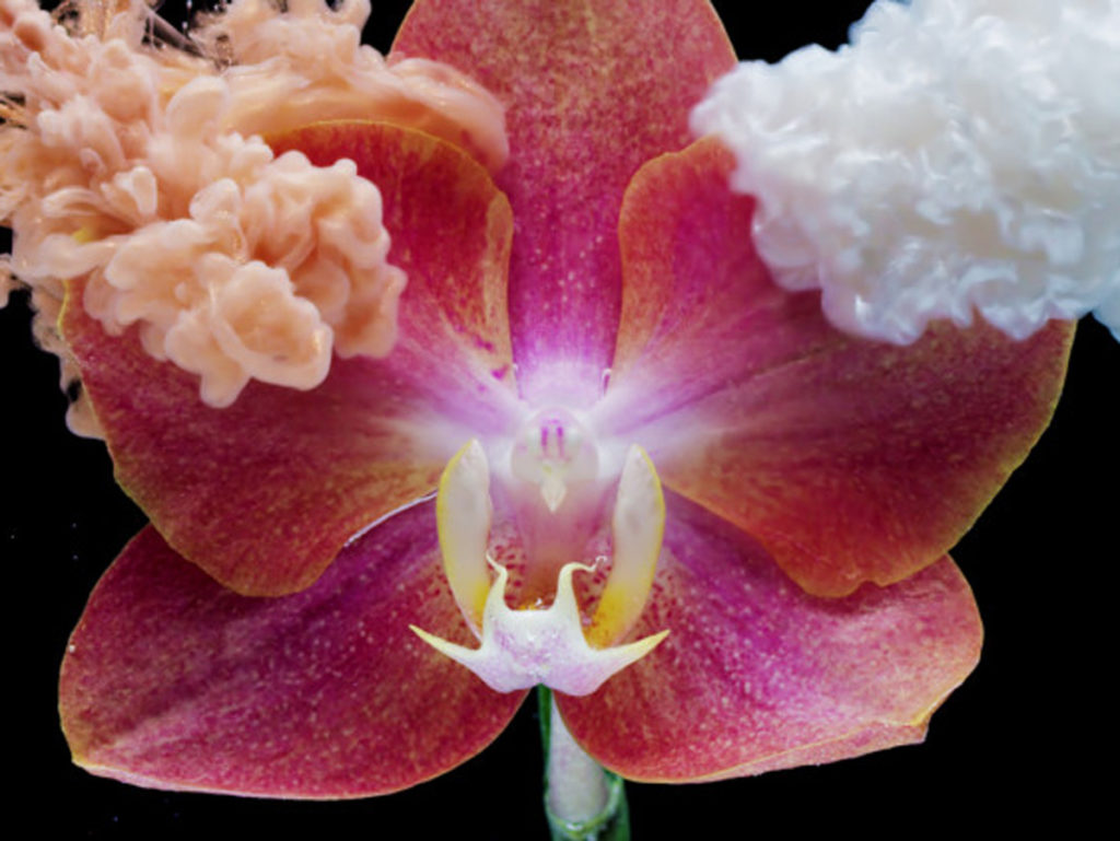 Αυτό το εντυπωσιακό timelapse λουλουδιών και εντόμων χρειάστηκε έξι μήνες για να δημιουργηθεί