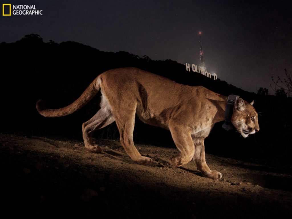 Φωτογράφος αναπολεί το εμβληματικό πλάνο του ορεινού λιονταριού του Hollywood στο οποίο έγινε ευθανασία