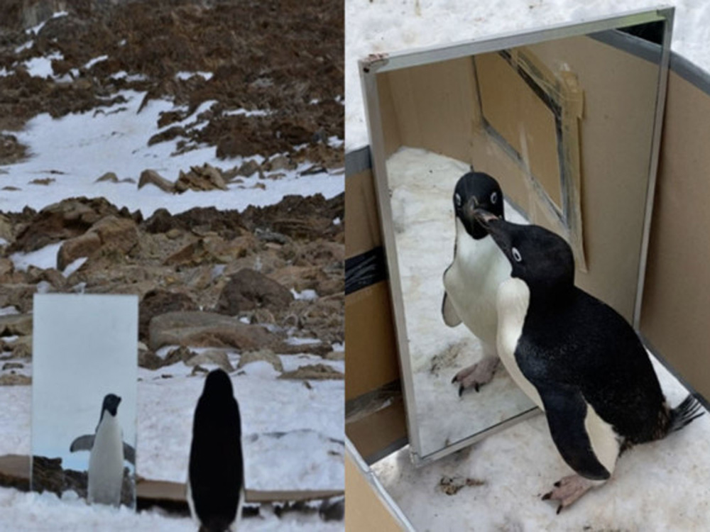 Έχουν οι πιγκουίνοι αυτογνωσία;