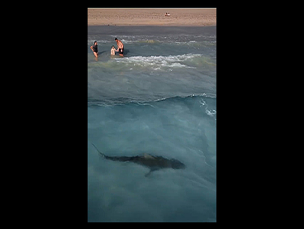Φωτογράφος καταγράφει με drone καρχαρία τίγρη να κολυμπά κοντά σε ανυποψίαστη οικογένεια