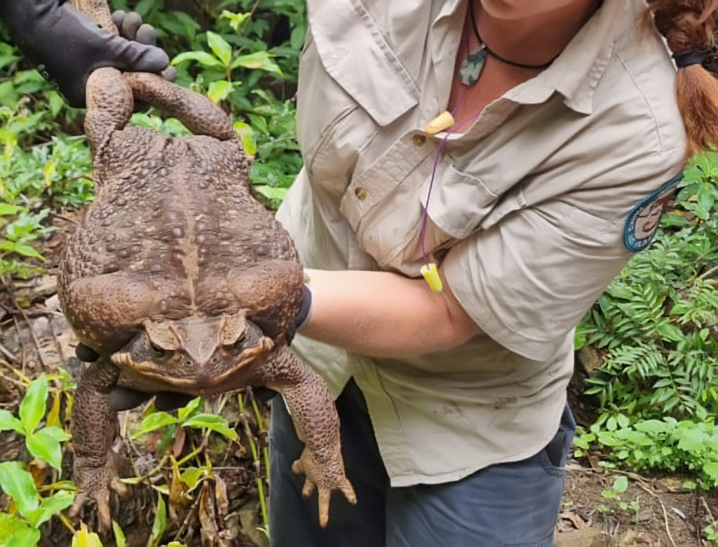 Toadzilla: Δείτε φωτογραφίες από τον μεγαλύτερο βάτραχο που ανακαλύφθηκε ποτέ στην Αυστραλία!
