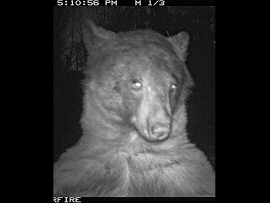 Αρκούδα βγάζει selfies με κάμερα παρακολούθησης!