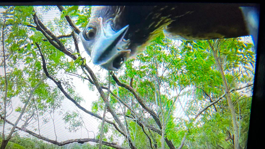 Αετός άρπαξε drone στον αέρα και έβγαλε και selfie! Πόσο επικίνδυνα είναι τα drones για τα πουλιά;