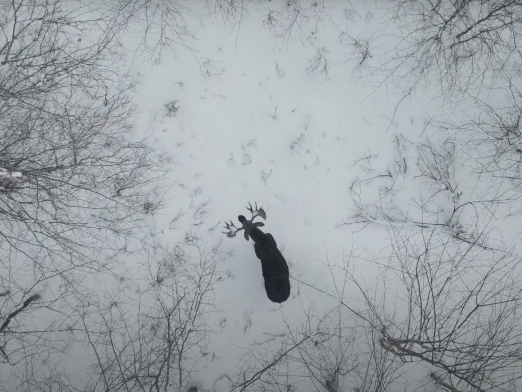 Drone καταγράφει άλκη τη στιγμή που ρίχνει τα κέρατά της στη μέση χιονισμένου δάσους