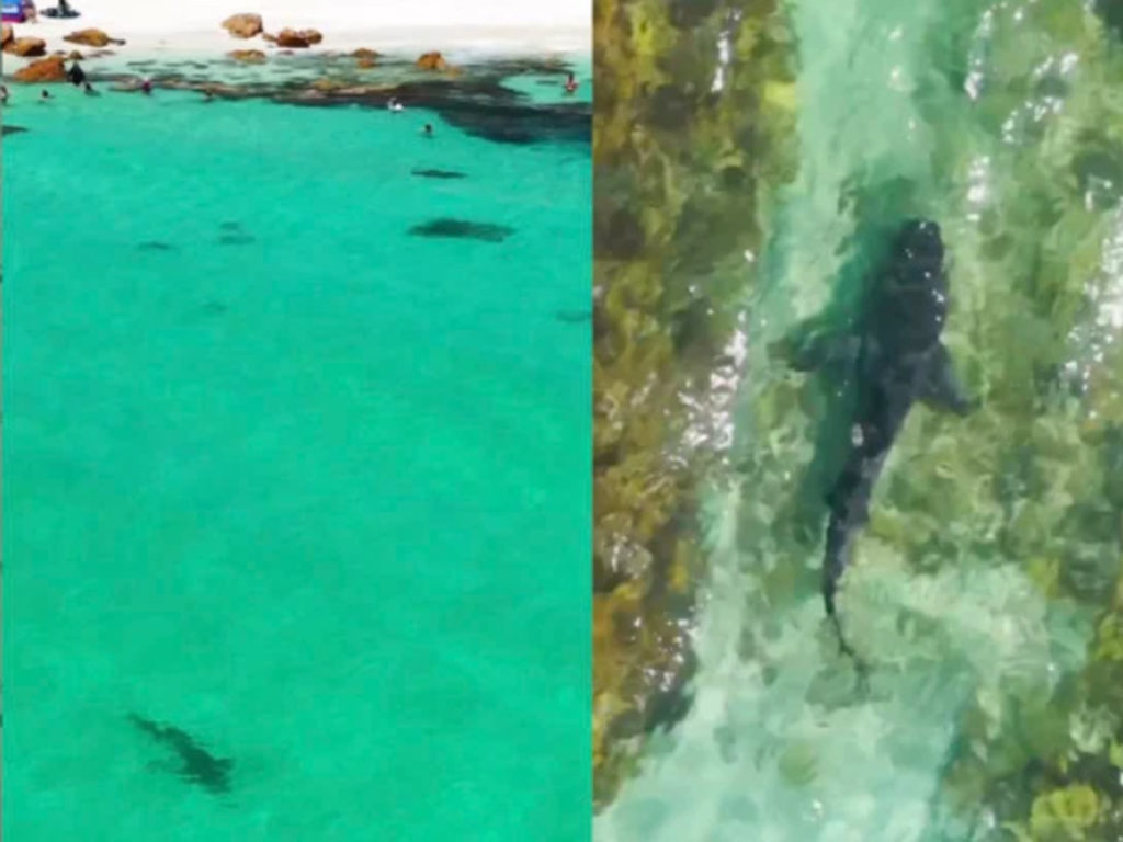 Φωτογράφος με drone προειδοποιεί κολυμβητές για τεράστιο καρχαρία