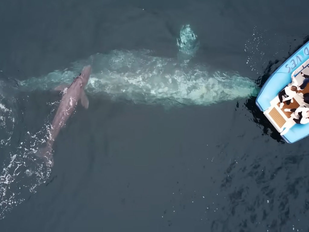 Κάμερα drone καταγράφει σπάνια γέννηση φάλαινας μπροστά σε έκπληκτους θεατές!