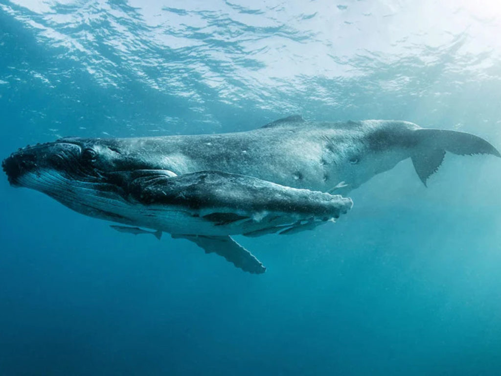Φωτογράφος αναδεικνύει την ομορφιά των φαλαινών