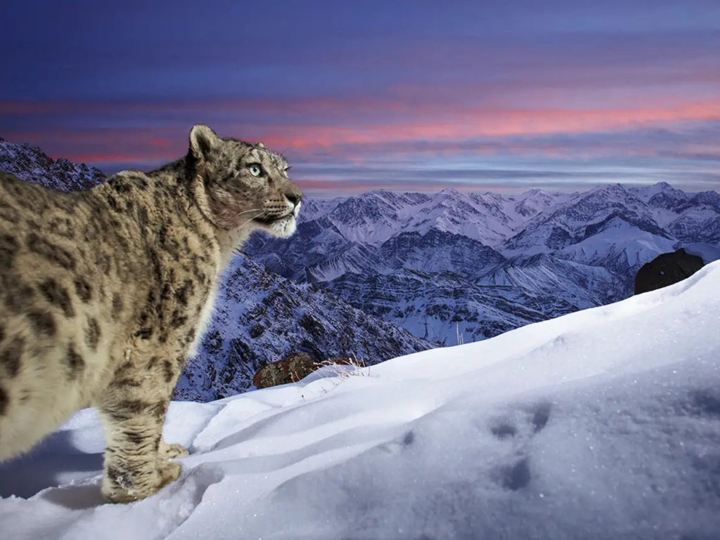 Wildlife Photographer of the Year: Η εικόνα της λεοπάρδαλης του χιονιού που μαγεύει