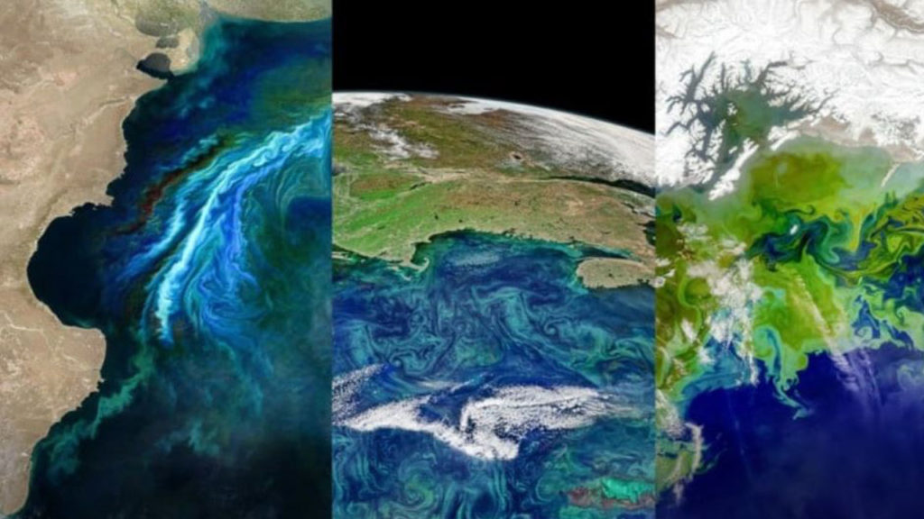 Δορυφορικές εικόνες αποκαλύπτουν τον κίνδυνο εξαιτίας των τοξικών φυκών της Γης!