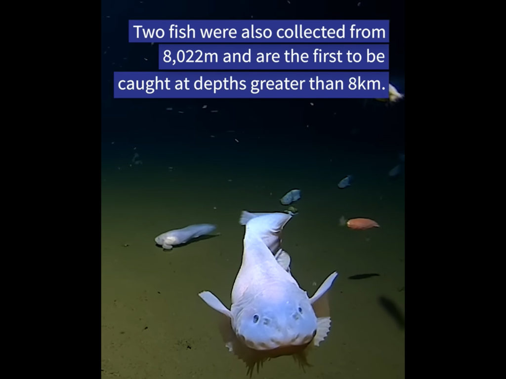 Ερευνητές κατέγραψαν ψάρι να κολυμπά σε βάθος μεγαλύτερο των οκτώ χιλιομέτρων!