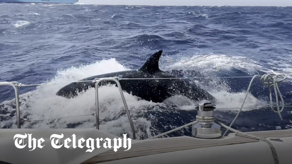 Φωτογράφος απαθανατίζει φάλαινες να επιτίθενται στο σκάφος του!