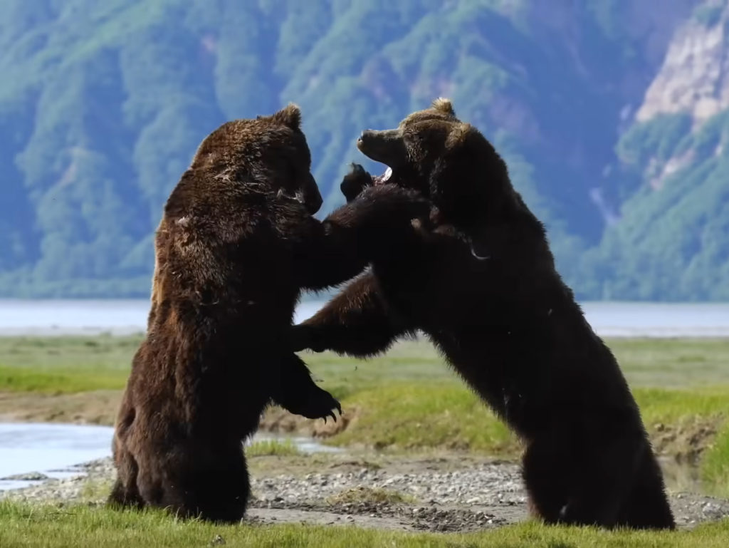 Φωτογράφος κινηματογράφησε μια έντονη πάλη δύο αρκούδων γκρίζλι!