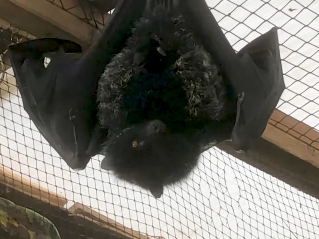 Η γέννηση της σπανιότερης νυχτερίδας φρούτων στον κόσμο καταγράφηκε για πρώτη φορά στην κάμερα