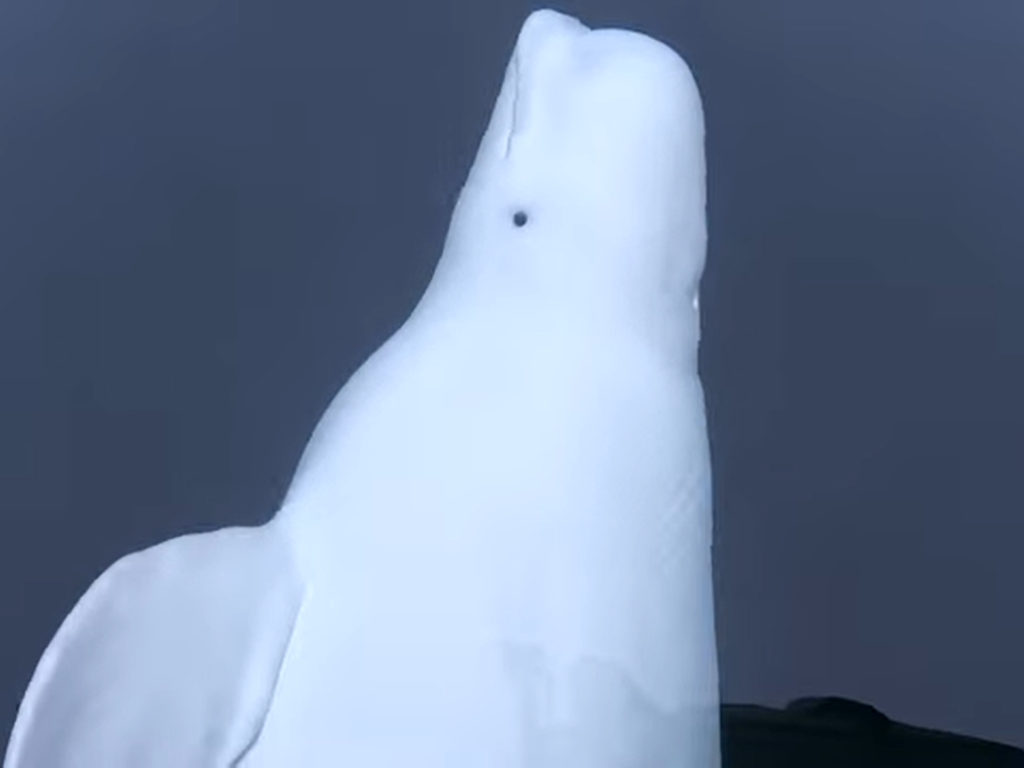 Ρωσική “κατασκοπευτική φάλαινα” που φορούσε GoPro εντοπίστηκε στη Σουηδία